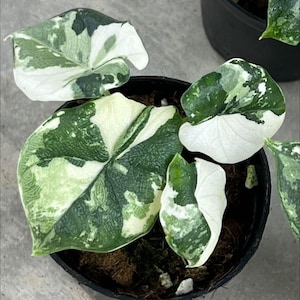 Alocasia melo albo - Etsy 日本 Alocasia melo albo - Etsy 日本
