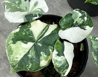 Alocasia Melo Albo Varriegated Plant Bulbs Planting Plant In Indoor Outdoor Gardening Plant