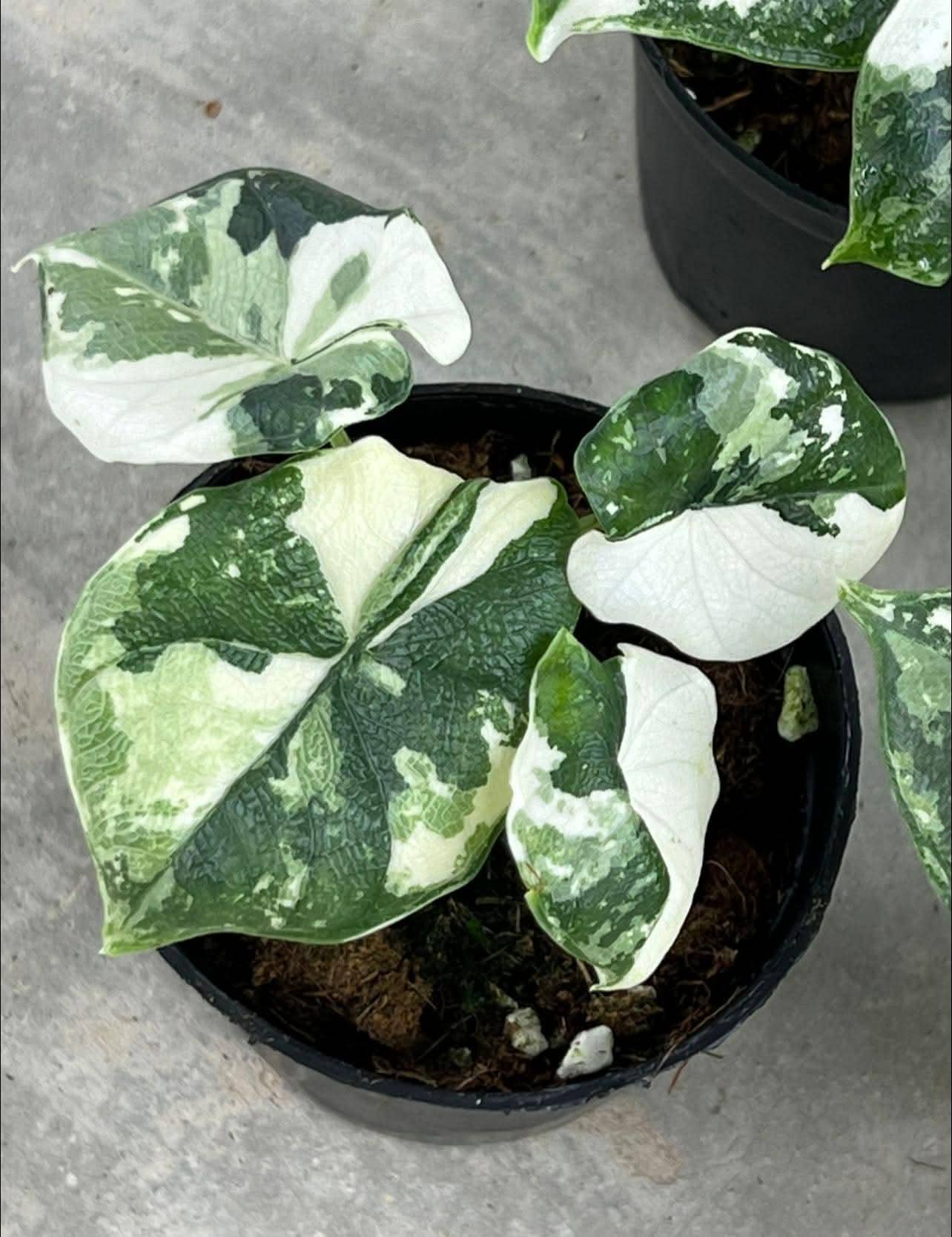 Variegated alocasia melo - Etsy 日本