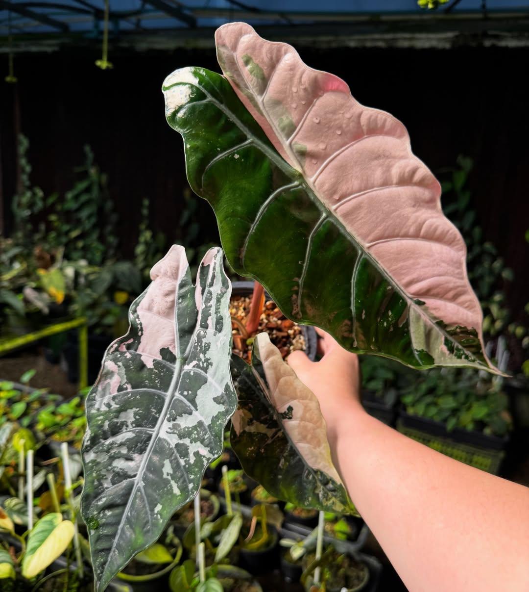 Alocasia chantrieri - Etsy 日本
