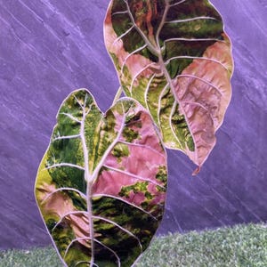 Alocasia watsoniana - Etsy 日本