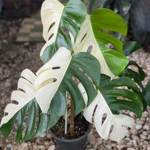 May include: A potted Monstera plant with large, split leaves. The leaves are a striking combination of white and dark green, creating a variegated pattern. The plant is in a dark green pot, set against a background of small pebbles.