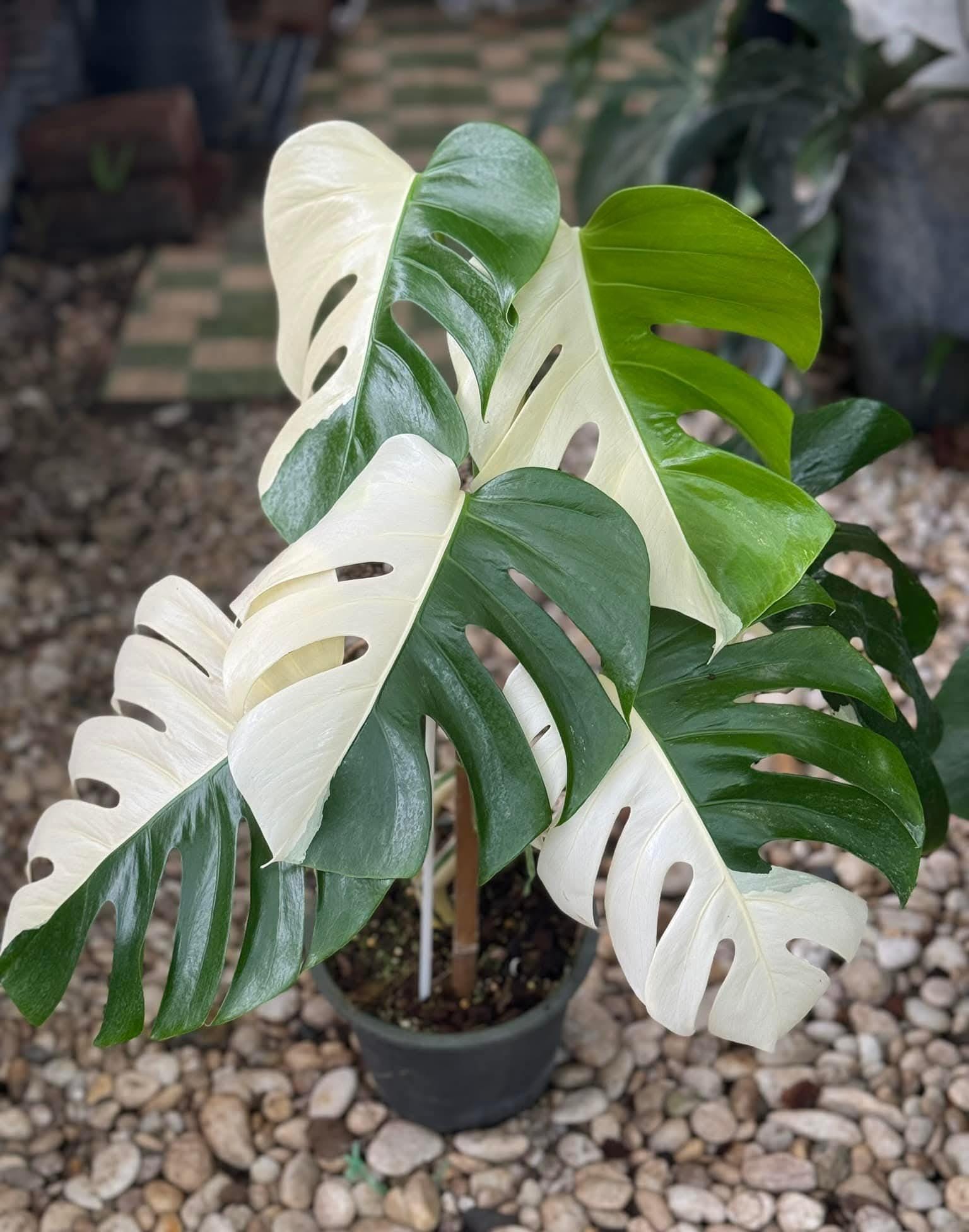 根付いた挿し木 斑入りモンステラ・アウレア オーレア・モンステラ( Monstera Borsigiana Yellow Variegata 