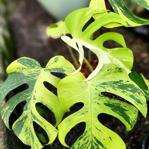 May include: Close-up of a Monstera plant with large, vibrant green leaves. The leaves have unique, irregular patterns of yellow variegation. The plant's leaves have distinctive holes, adding to its visual appeal. The plant is a popular houseplant.