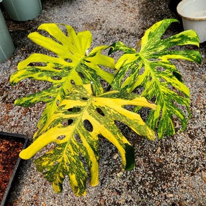 Op de afbeelding: Close-up van een Monstera-plant met grote, levendige bladeren. De bladeren vertonen een opvallende combinatie van gele en groene bonte bladeren, met natuurlijke gaten. De plant is een tropische kamerplant.