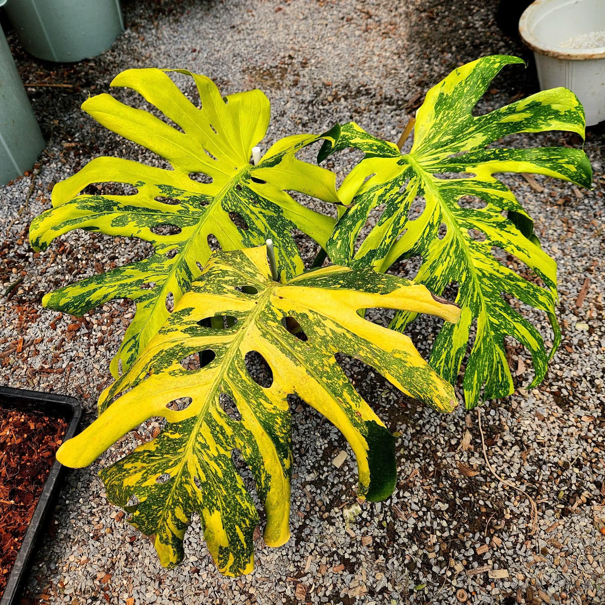 Monstera electro light - Etsy 日本