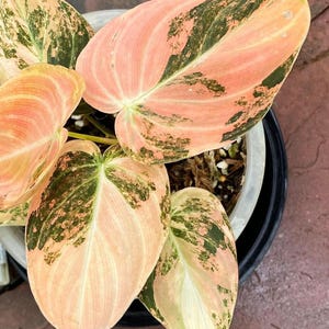 Philodendron melanochrysum - Etsy.de