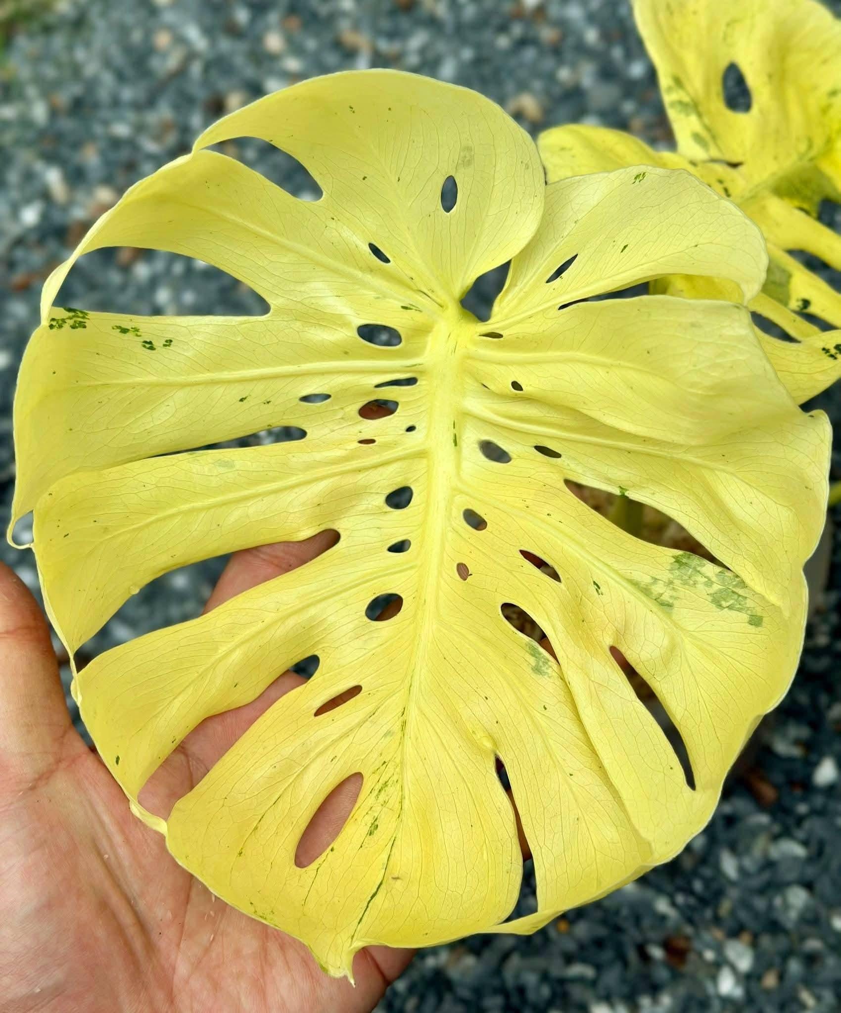 Monstera electro light - Etsy 日本