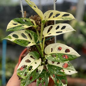 Pode incluir: Planta de Monstera Adansonii variegada em vaso. As folhas verdes e branco creme apresentam fenestrações únicas. A planta é suportada por um tutor de musgo e está numa estufa.