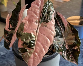 アロカシア・シャントリエリ（ピンク斑入り）球根（屋内・屋外園芸用）