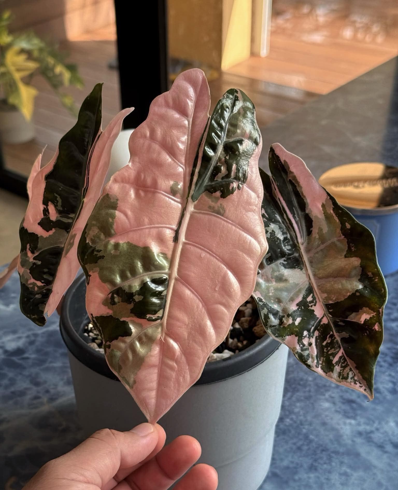 Alocasia cuprea pink - Etsy 日本