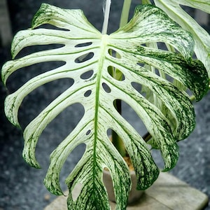 Monstera Devil Monster bonte, gewortelde knoop die zeldzame plant met enkel blad snijdt