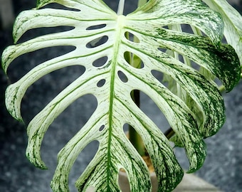 Monstera Devil Monster, esqueje variegado de nudo enraizado, planta rara con una sola hoja.