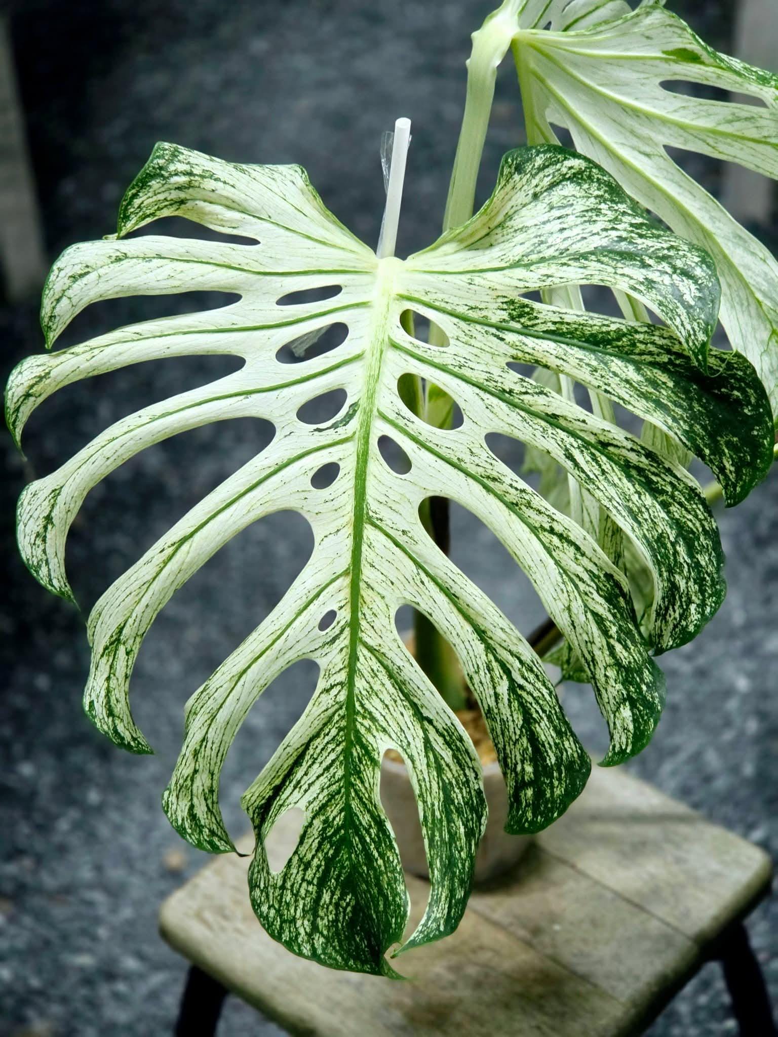 Monstera Deliciosa Mint Plant - Etsy