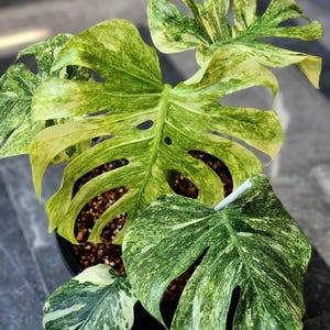 Monstera green snow - Etsy 日本