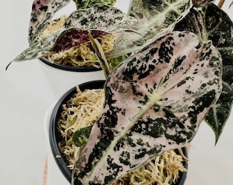 Bonbons roses Alocasia à planter des bulbes variés pour l'intérieur et l'extérieur, plante de jardinage