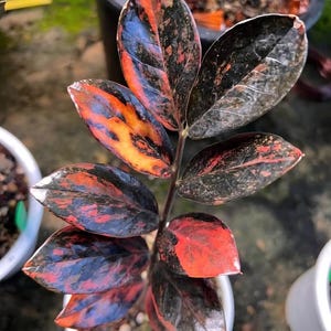 Black Zz Plant - Etsy