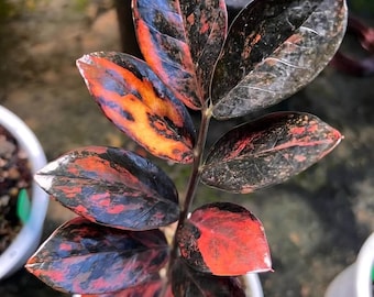 Zamioculcas Zamiifolia ZZ Black Quak Variegated Rooted Stem Indoor Outdoor Rare Plant