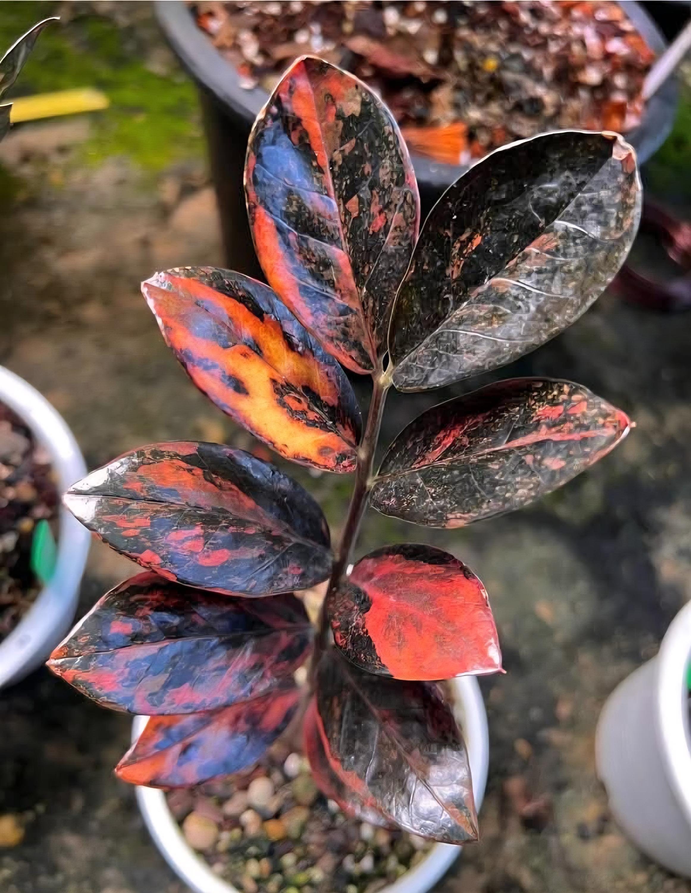 その他観葉植物 Zz Deep Red Red ZZ Plants Available All India Delivery Available