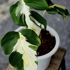 Monstera white lava - Etsy 日本