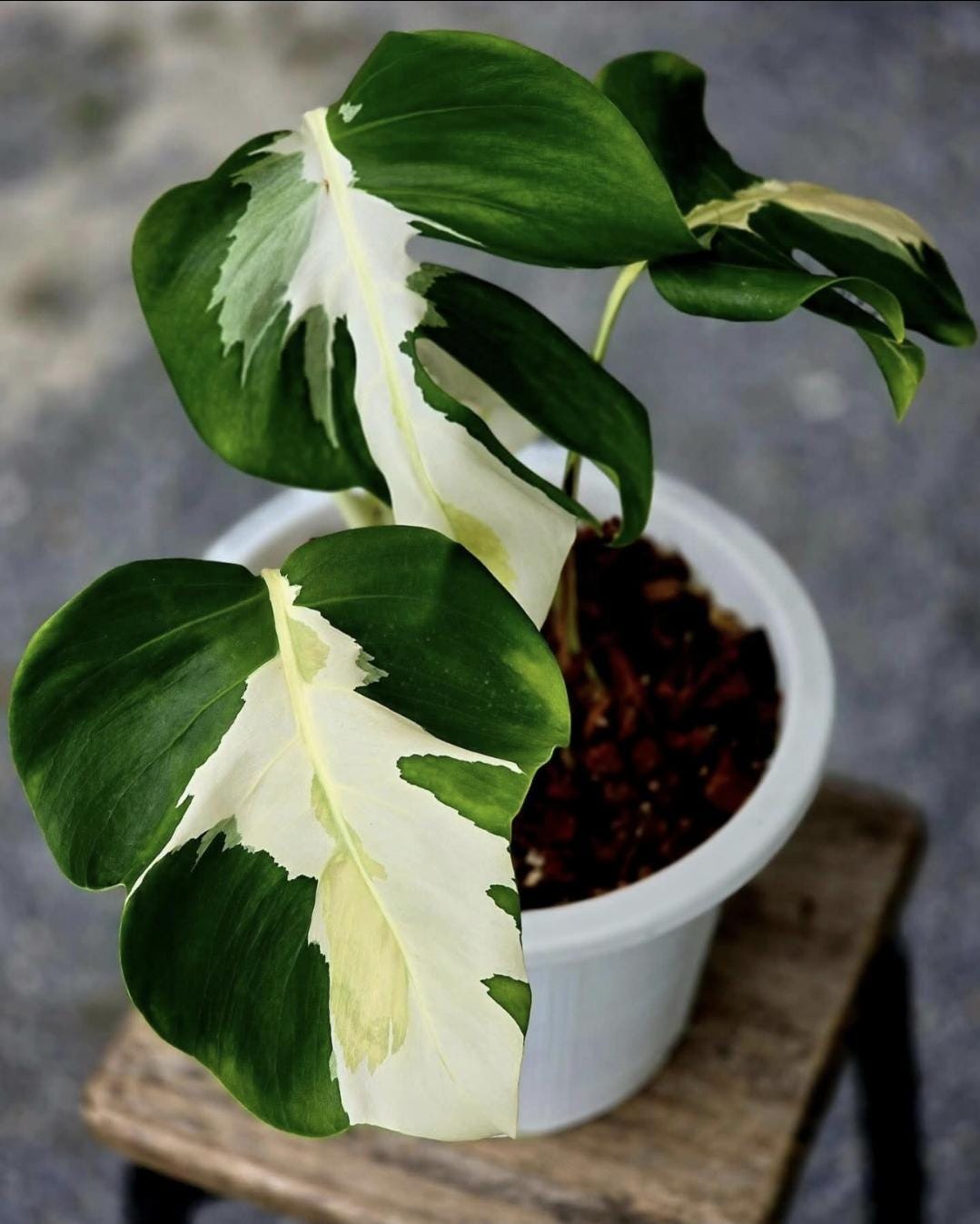 Monstera white lava - Etsy 日本