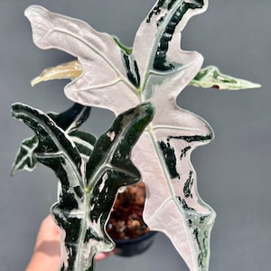 Alocasia Nobilis Pink Variegated Planting Corms Indoor Outdoor Gardening Plant