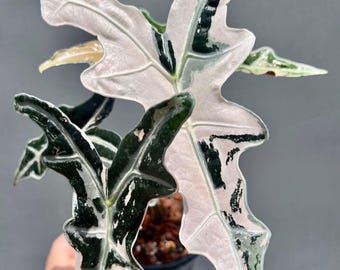 Alocasia Nobilis Rosa Variegada, Bulbos para Plantar, Planta de Interior y Exterior