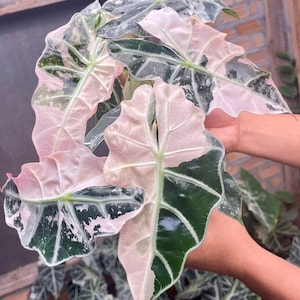 Variegated alocasia polly - Etsy 日本