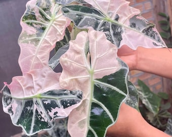 Alocasia Amazonica Polly Pink Variegated Planting Corms Indoor Outdoor Gardening Plant