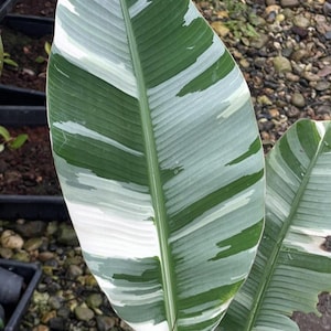 Florida Banana Variegated Musa Ae Ae Hawaii Rare Planting Rhizomes