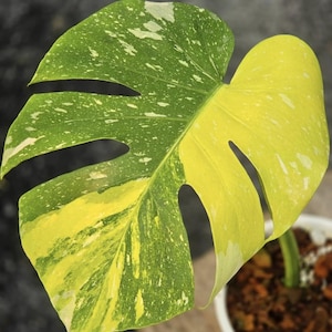 Puede incluir: Primer plano de una hoja variegada de Monstera deliciosa. La hoja muestra una llamativa mezcla de verde y amarillo, con patrones irregulares y fenestraciones. La planta está en una maceta blanca con tierra marrón.