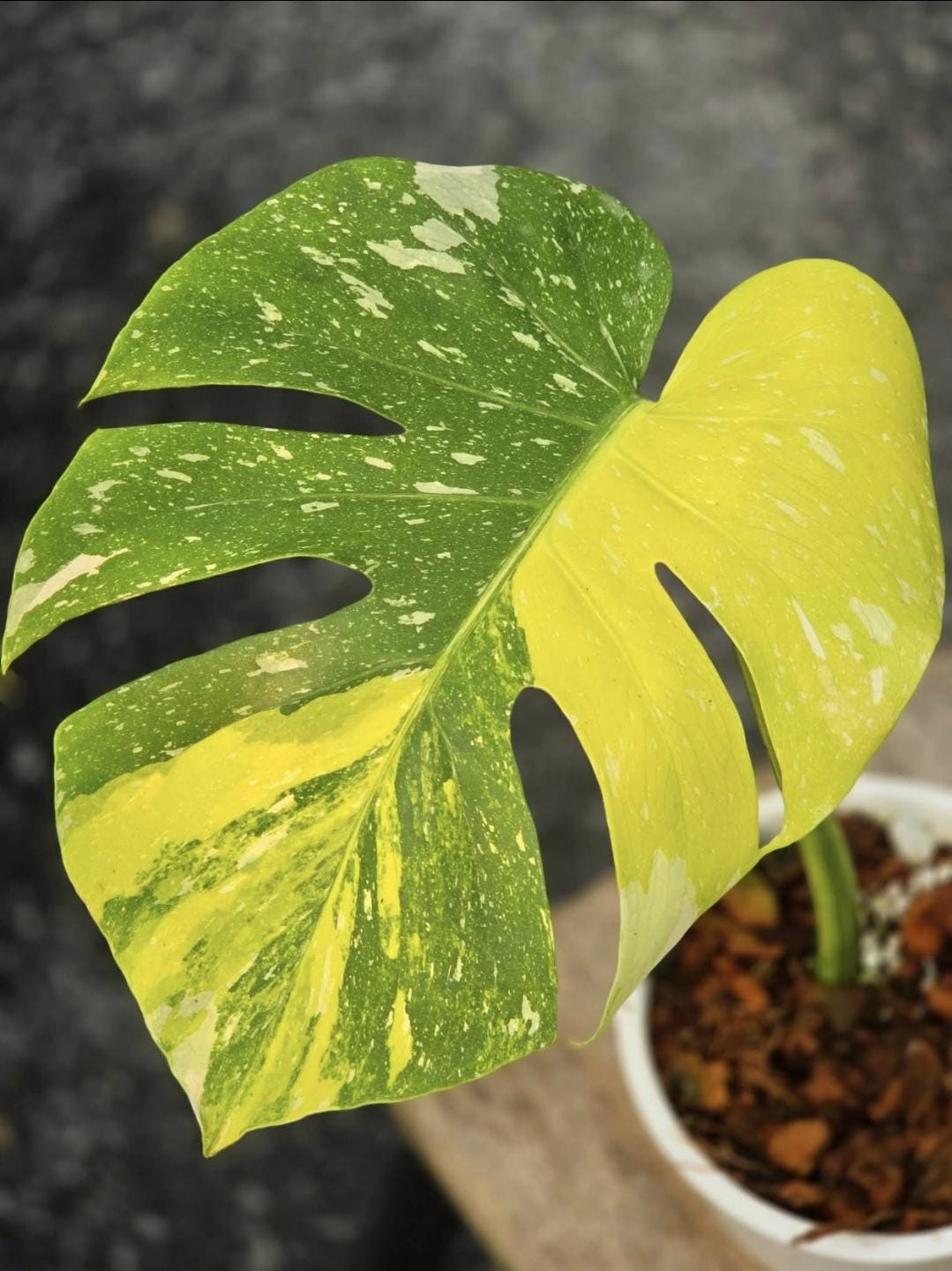 Monstera electro light - Etsy 日本
