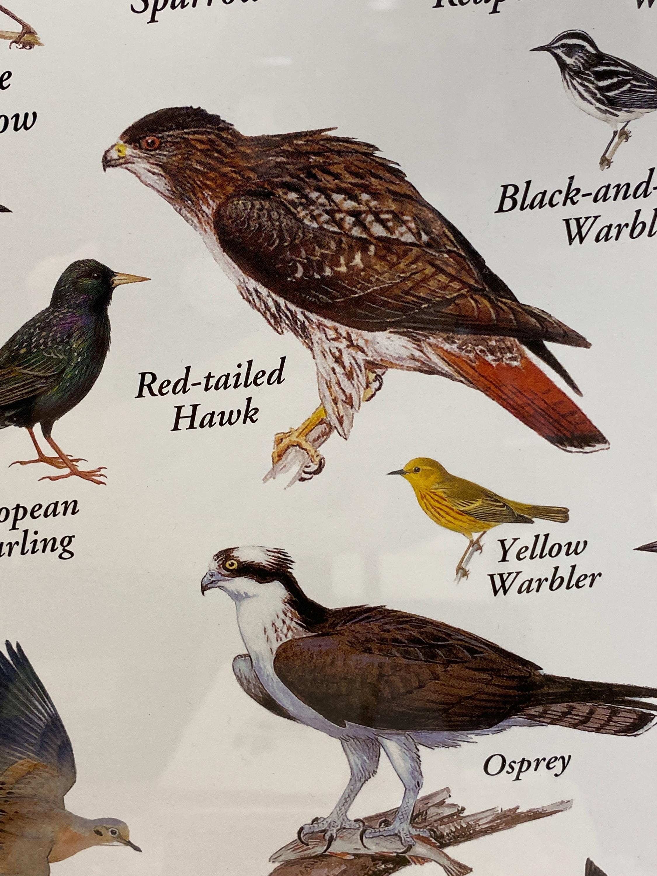 Peterson’s Backyard Birds of the Northeast Illustrated Art Poster (19 ...