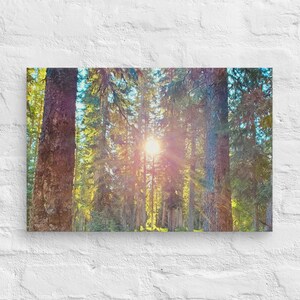 Canvas | Sunlight Through the Trees