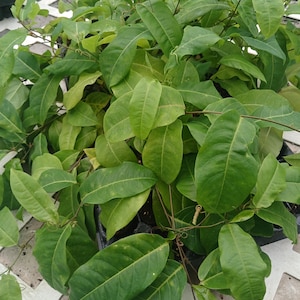 marshmallow plants Marshmallow (Althaea officinalis)