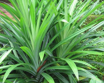 Pandan starter plant