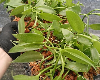 Vanilla bean orchid (Vanilla planifolia)