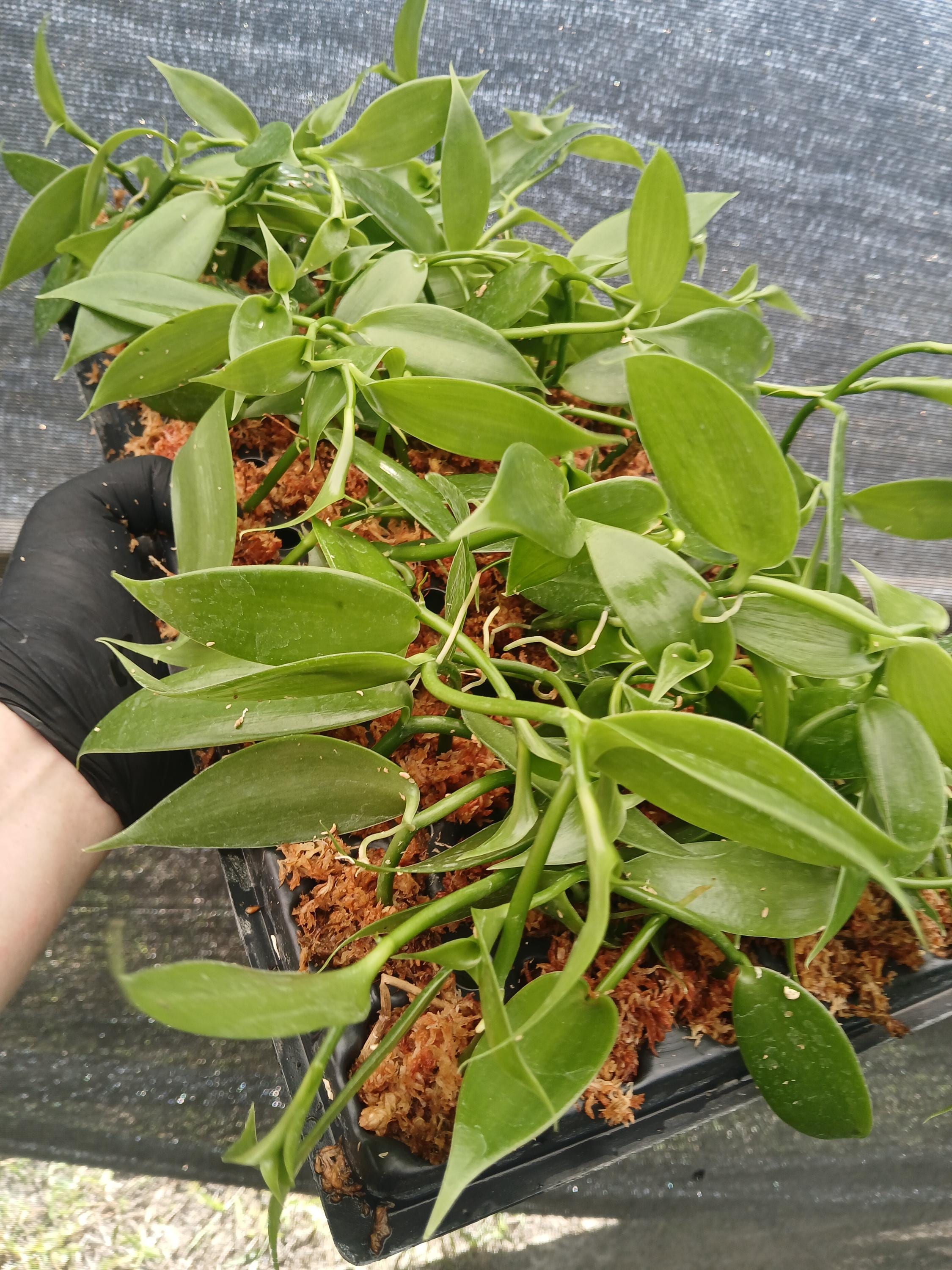 Vanilla Seed for Planting - Etsy