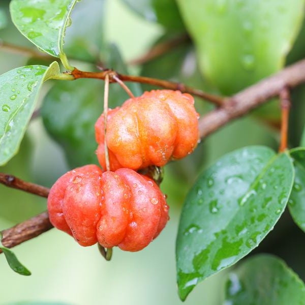 Surinam Cherry starter plant 7" plus