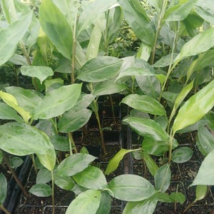 May include: A close-up shot of several young green plants with large, elongated leaves. The plants are in small black containers, arranged in a grid pattern. The leaves have a glossy texture and vary in shades of green.
