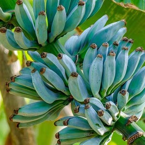 May include: Close-up of a bunch of unripe blue bananas. The bananas have a light blue hue with brown tips, clustered together on a green stem. The background features green leaves and a blurred, natural setting.