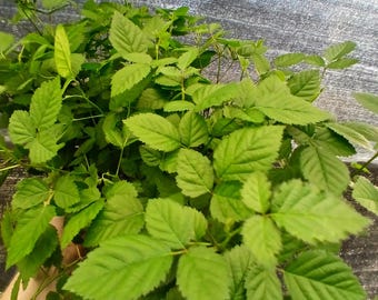 Navaho Blackberry starter plant 7" plus