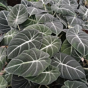 May include: Close-up of a cluster of Alocasia plants. The large, heart-shaped leaves are a deep green with prominent white veins. The leaves have a velvety texture and are arranged in a dense pattern, creating a lush, tropical appearance.