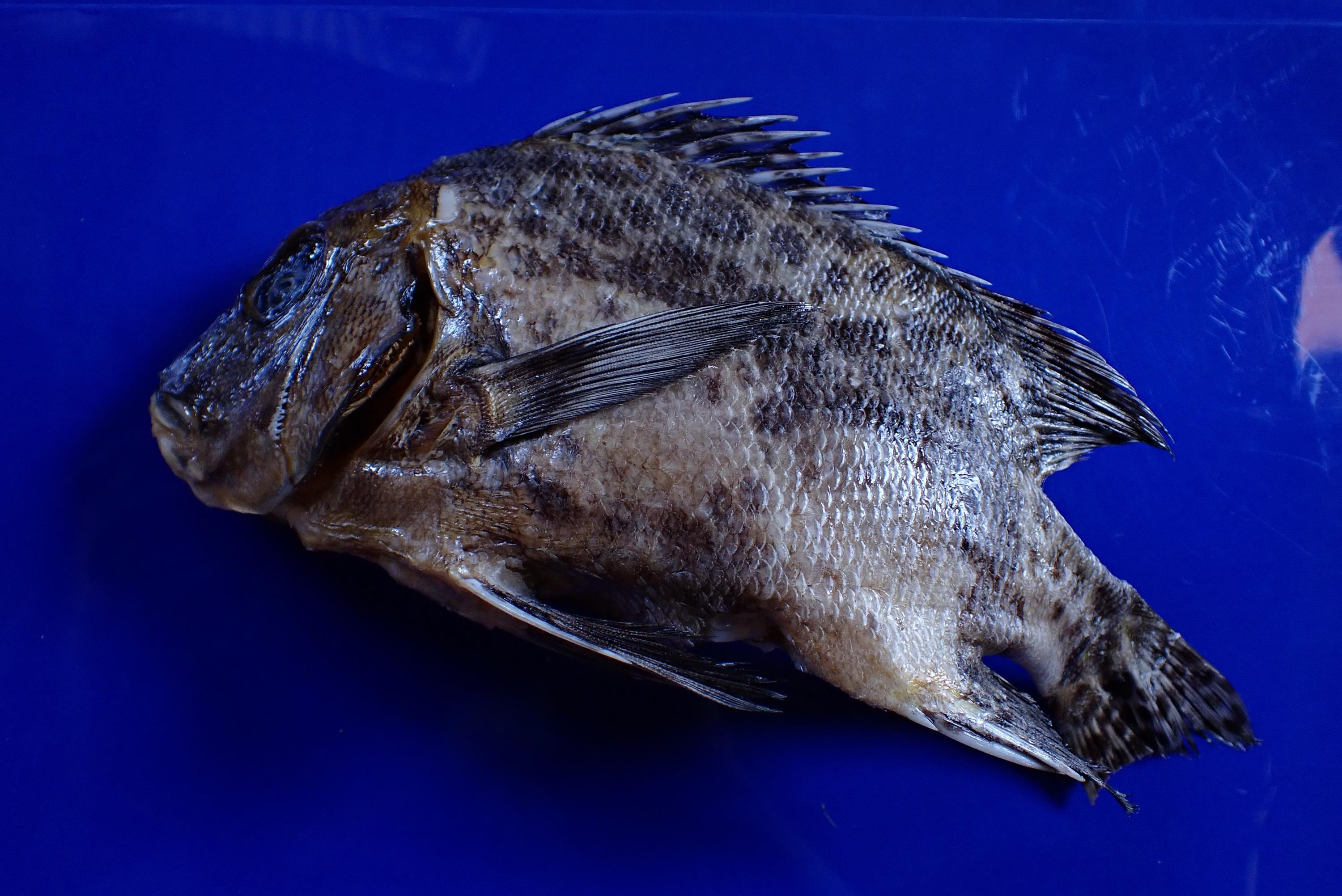 ピラニアナッテリーとカワハギ標本セット Piranha fish taxidermy - Etsy 日本