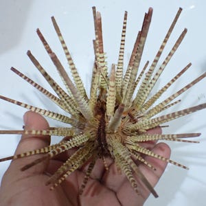 Puede incluir: Un esqueleto de erizo de mar con espinas largas, delgadas y radiantes. Las espinas son de color tostado claro y crema con bandas horizontales de color marrón oscuro. El cuerpo central es un núcleo redondeado y texturizado con espinas.