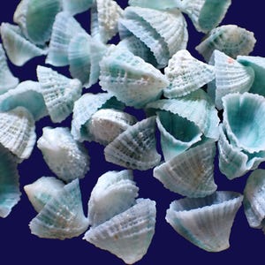 May include: A collection of small, conical seashells with a light blue and white gradient coloration. Each shell features a textured, ribbed exterior surface and a hollow, open interior structure, arranged in a scattered cluster.