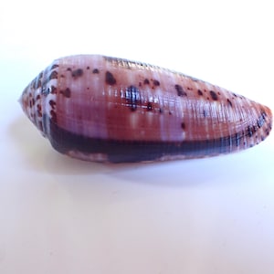 Peut inclure: Un coquillage conique à la surface lisse et polie, présentant un dégradé de tons rose clair et blanc. La coquille est ornée de taches irrégulières brun foncé et d'une large bande horizontale brun foncé distincte au milieu.
