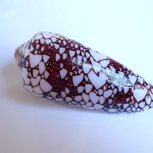 May include: A cone shell featuring a smooth, glossy surface with a distinct pattern of dark reddish-brown, interconnected markings against a bright white background. The shell has a tapered, elongated shape with a rounded top and a pointed end.