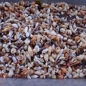 May include: A large collection of small, assorted seashells in various shapes and sizes. The shells feature a natural colour palette including shades of white, cream, tan, brown, and grey, with some displaying intricate spiral patterns and textures.