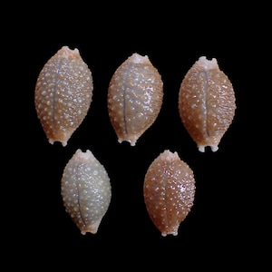 Puede incluir: Cinco conchas marinas de forma ovalada dispuestas en grupo. Cada concha presenta una superficie texturizada y rugosa con una coloración de marrón claro a bronceado y una línea vertical distintiva en el centro, terminando en pequeñas muescas.